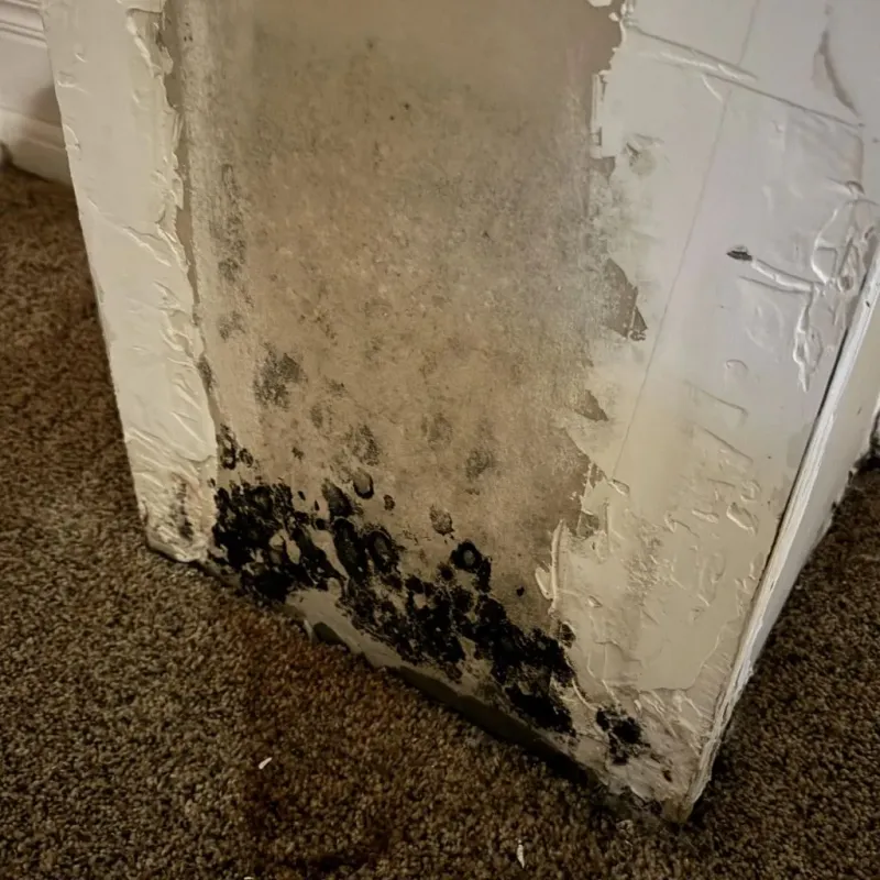 Professional Mold Removal in Munfordville, KY